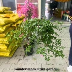 Buz mezem çiçeği - Mesembryanthemum cordifolium