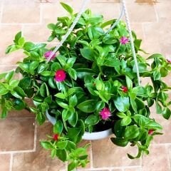 Buz mezem çiçeği - Mesembryanthemum cordifolium