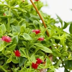 Buz mezem çiçeği - Mesembryanthemum cordifolium