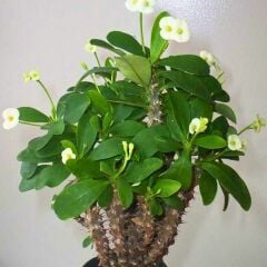 Dikenler Tacı Saksıda Sarı - Milli Çiçeği - Euphorbia