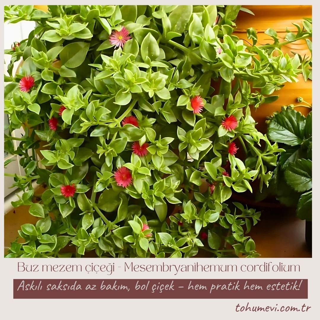 Buz mezem çiçeği - Mesembryanthemum cordifolium