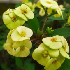 Dikenler Tacı Saksıda Sarı - Milli Çiçeği - Euphorbia