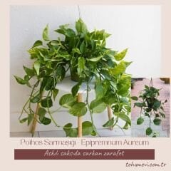 Patos Salon Sarmaşığı Askılı Saksıda - Golden Pothos - Epipremnum Aureum