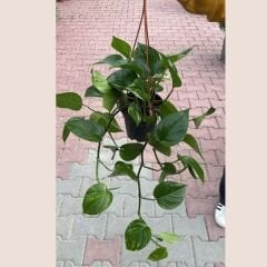 Patos Salon Sarmaşığı Askılı Saksıda - Golden Pothos - Epipremnum Aureum