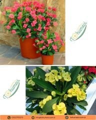 Dikenler Tacı Saksıda  - Milli Çiçeği - Euphorbia