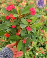 Dikenler Tacı Saksıda  - Milli Çiçeği - Euphorbia