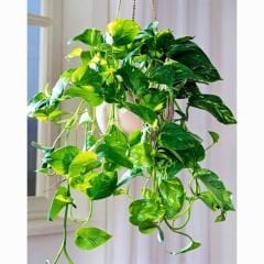 Patos Salon Sarmaşığı Askılı Saksıda - Golden Pothos - Epipremnum Aureum