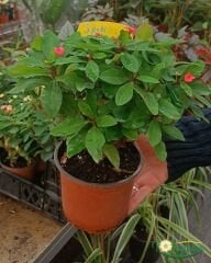 Dikenler Tacı Saksıda  - Milli Çiçeği - Euphorbia