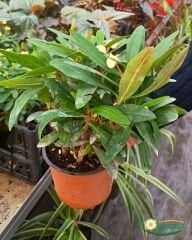 Dikenler Tacı Saksıda  - Milli Çiçeği - Euphorbia