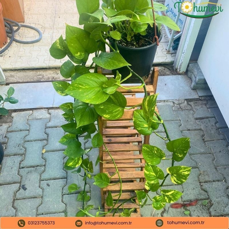 Patos Salon Sarmaşığı Askılı Saksıda - Golden Pothos - Epipremnum Aureum