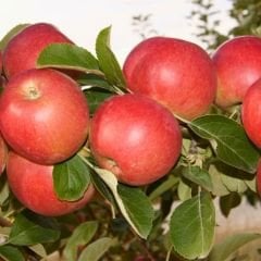 Amasya elması Fidanı – Misket Elma