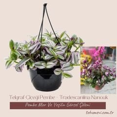 ﻿Telgraf Çiçeği Pembe Askılı Saksıda – Tradescantina Nanouk