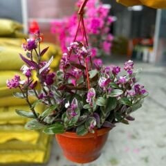 Telgraf Çiçeği Pembe Askılı Saksıda – Tradescantina Nanouk