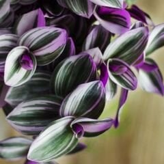 Telgraf Çiçeği Pembe Askılı Saksıda – Tradescantina Nanouk