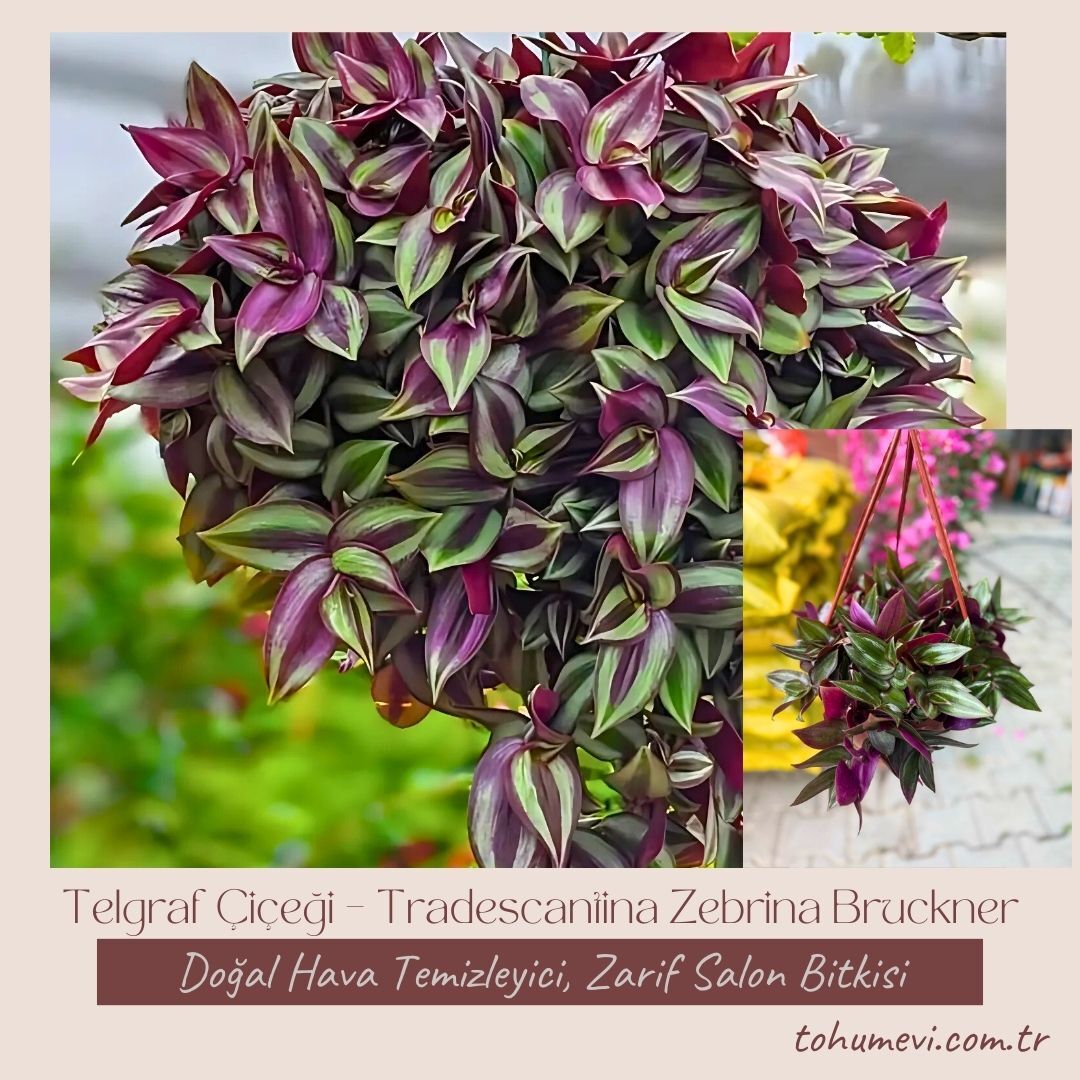 ﻿Telgraf Çiçeği Askılı Saksıda – Tradescantina Zebrina Bruckner
