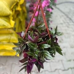 Telgraf Çiçeği Askılı Saksıda – Tradescantina Zebrina Bruckner