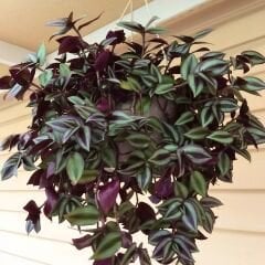 ﻿Telgraf Çiçeği Askılı Saksıda – Tradescantina Zebrina Bruckner