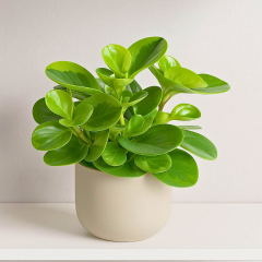 Bebek Kauçuk Q15 Saksıda - Peperomia obtusifolia