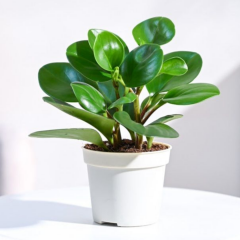 Bebek Kauçuk Q15 Saksıda - Peperomia obtusifolia