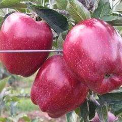 Star Crimson Kırmızı Elma Ağacı Fidanı