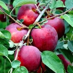 Star Crimson Kırmızı Elma Ağacı Fidanı