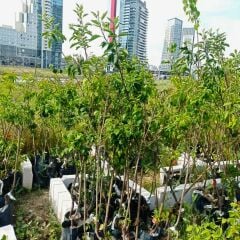 Star Crimson Kırmızı Elma Ağacı Fidanı