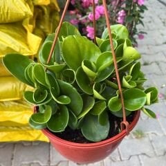 Bebek Kauçuk Askılı Saksıda - Peperomia obtusifolia