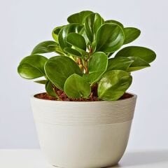 Bebek Kauçuk Askılı Saksıda - Peperomia obtusifolia