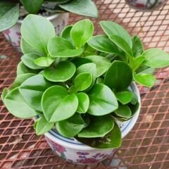 Bebek Kauçuk Q15 Saksıda - Peperomia obtusifolia