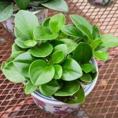Bebek Kauçuk Q15 Saksıda - Peperomia obtusifolia