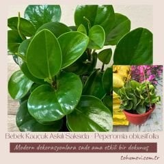 Bebek Kauçuk Askılı Saksıda - Peperomia obtusifolia