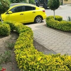 Gold Taflan Fidanı - Euonymus Japonica Var Aurea