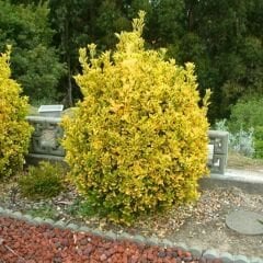 Gold Taflan Fidanı - Euonymus Japonica Var Aurea