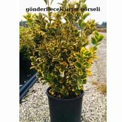Gold Taflan Fidanı - Euonymus Japonica Var Aurea