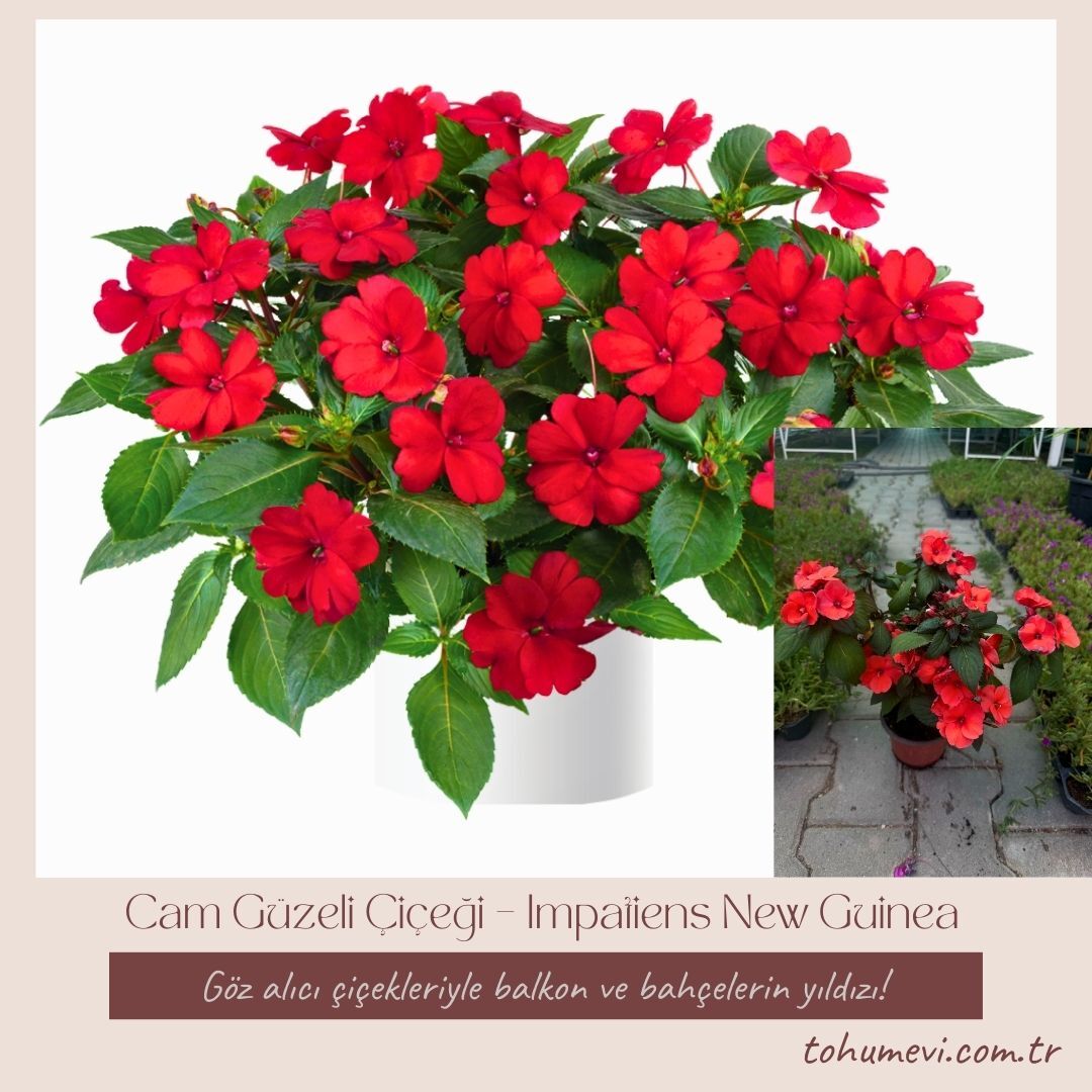 Cam Güzeli Çiçeği Kırmızı – Impatiens New Guinea