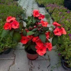 Cam Güzeli Çiçeği Kırmızı – Impatiens New Guinea