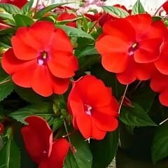 Cam Güzeli Çiçeği Kırmızı – Impatiens New Guinea