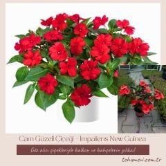 Cam Güzeli Çiçeği Kırmızı – Impatiens New Guinea