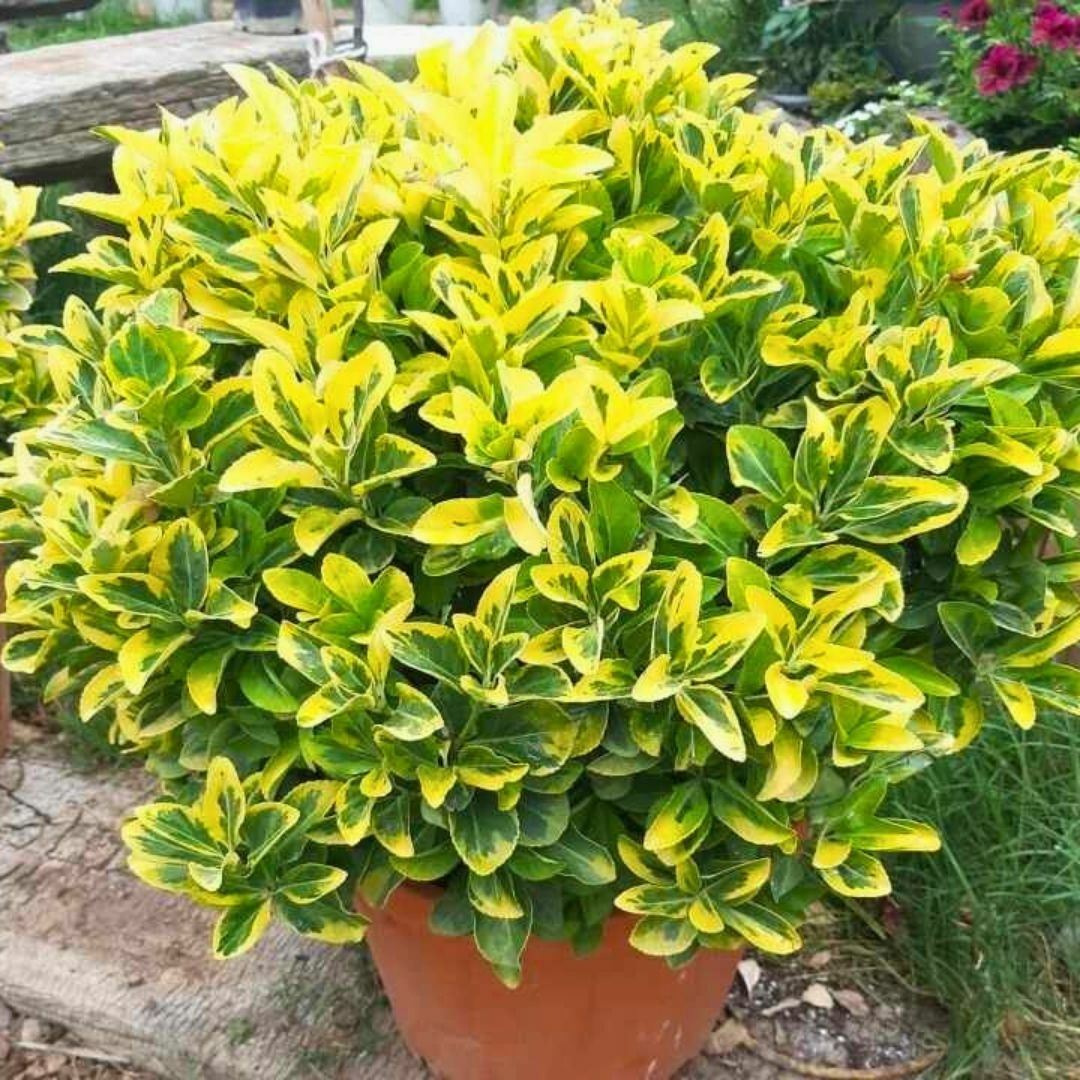 Gold Taflan Fidanı - Euonymus Japonica Var Aurea