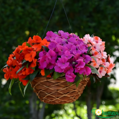 Cam Güzeli Çiçeği – Impatiens New Guinea  12 cm Saksıda