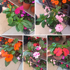 Cam Güzeli Çiçeği – Impatiens New Guinea  12 cm Saksıda