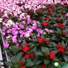 Cam Güzeli Çiçeği – Impatiens New Guinea  12 cm Saksıda