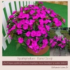 Cam Güzeli Çiçeği Fuşya – Impatiens New Guinea