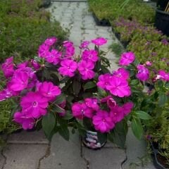 Cam Güzeli Çiçeği Fuşya – Impatiens New Guinea