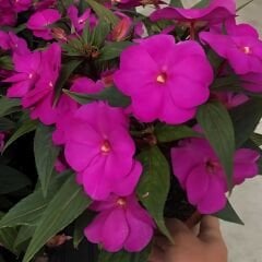 Cam Güzeli Çiçeği Fuşya – Impatiens New Guinea
