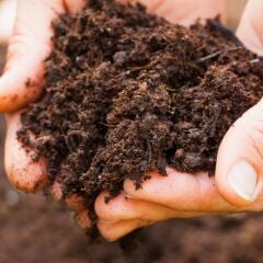 Genta Genel Kullanım Torfu 20 Lt / Humus Katkılı Organik Ürün / Kullanıma Hazır İç Ve Dış Mekana Uygun