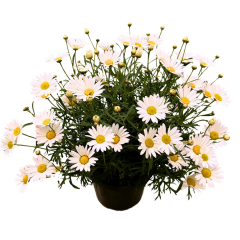 Krizantem Seviyor Sevmiyor Papatyası - Marguerite Daisy Chrysanthemum