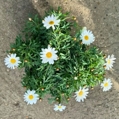 Krizantem Seviyor Sevmiyor Papatyası - Marguerite Daisy Chrysanthemum
