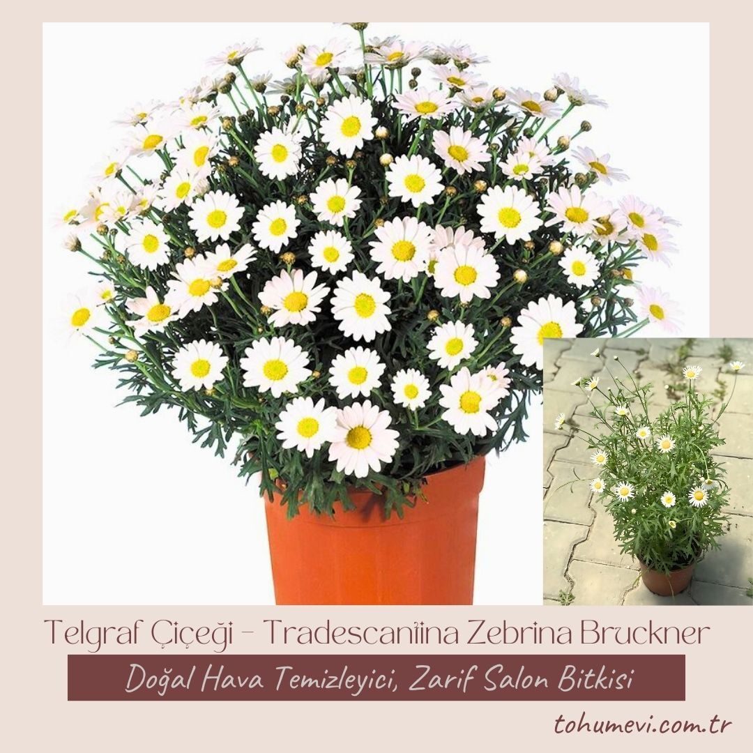 Krizantem Seviyor Sevmiyor Papatyası - Marguerite Daisy Chrysanthemum