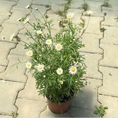 Krizantem Seviyor Sevmiyor Papatyası - Marguerite Daisy Chrysanthemum